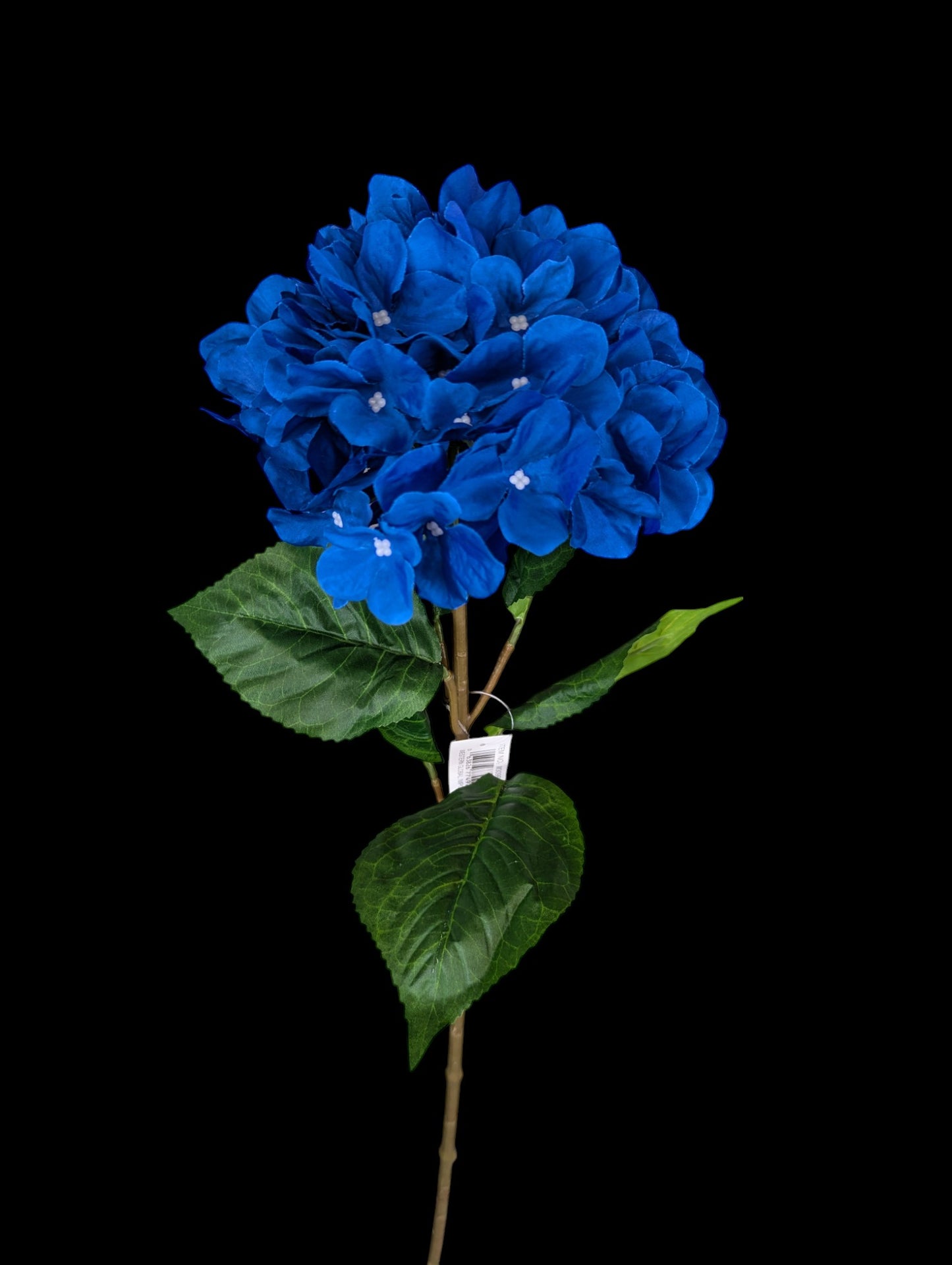 Blue Hydrangea Stem