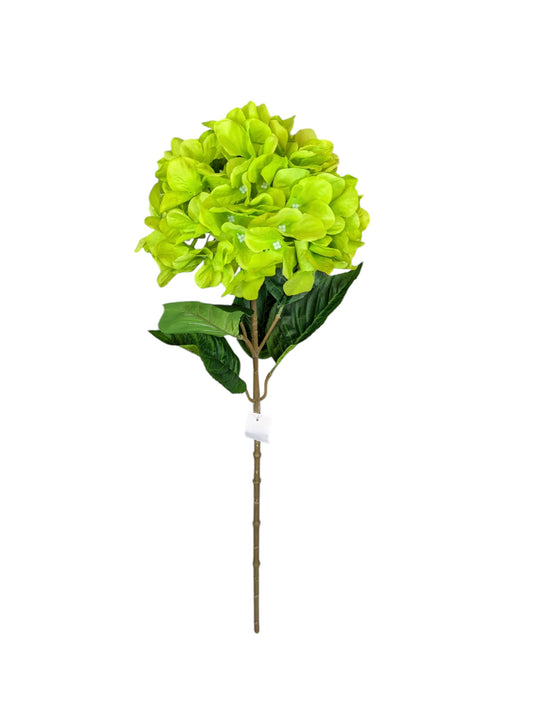 Green Hydrangea Stem